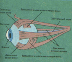 Глазные мышцы